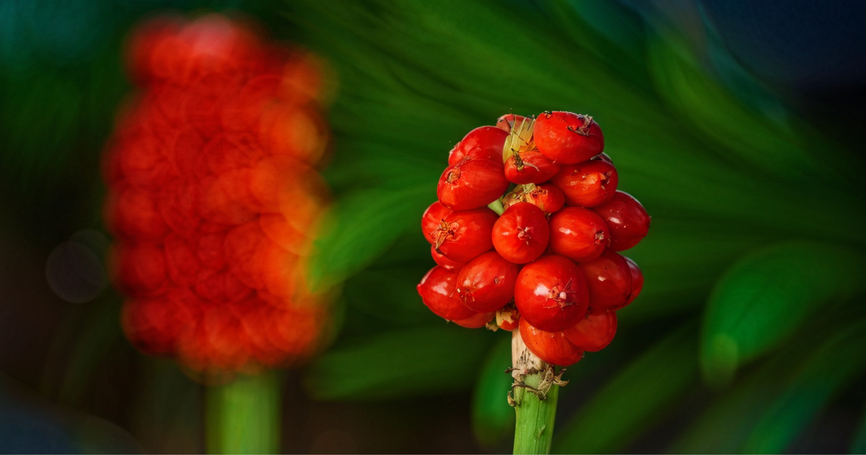 Arum triphyllum Aronstab Wie Zincum valerianicum (Zinkvalerianat) in der Homöopathie bei Schlafstörungen, Restless-Legs-Syndrom und mehr helfen kann Homöopathie Leitfaden