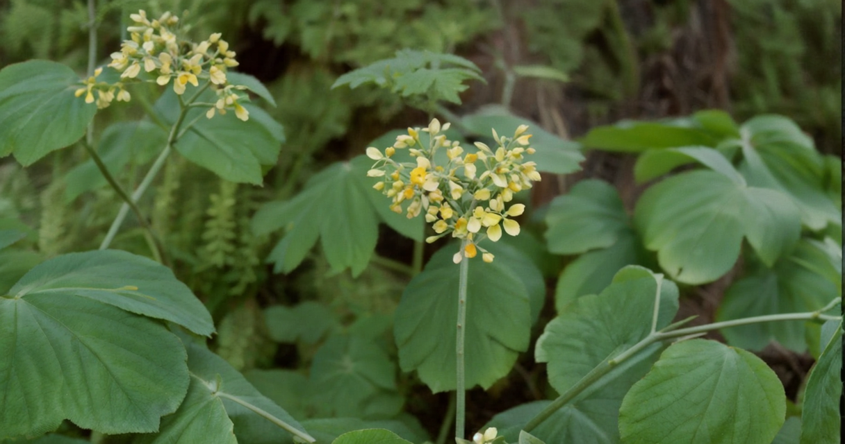 Caulophyllum png Wie Zincum valerianicum (Zinkvalerianat) in der Homöopathie bei Schlafstörungen, Restless-Legs-Syndrom und mehr helfen kann Homöopathie Leitfaden
