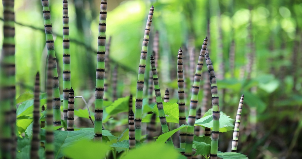 Equisetum Schachtelhalm Wie Zincum valerianicum (Zinkvalerianat) in der Homöopathie bei Schlafstörungen, Restless-Legs-Syndrom und mehr helfen kann Homöopathie Leitfaden