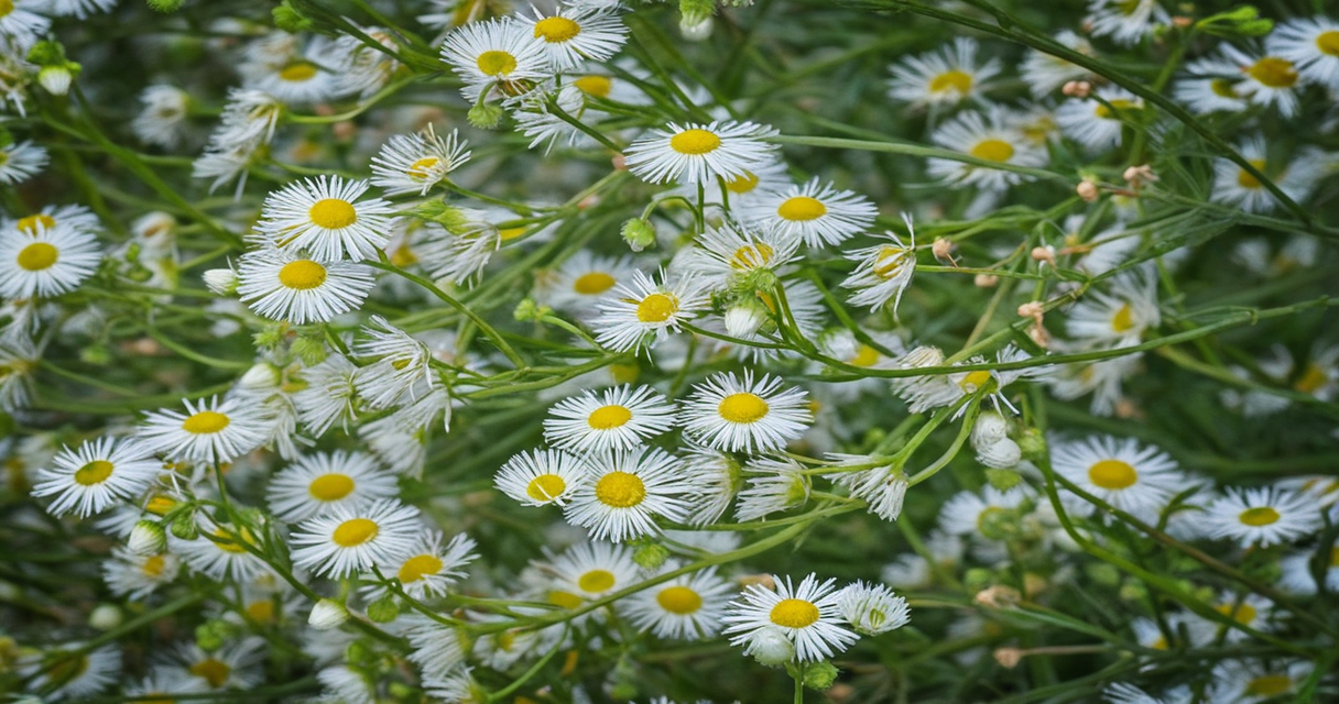 Erigeron canadensis1 Wie Zincum valerianicum (Zinkvalerianat) in der Homöopathie bei Schlafstörungen, Restless-Legs-Syndrom und mehr helfen kann Homöopathie Leitfaden