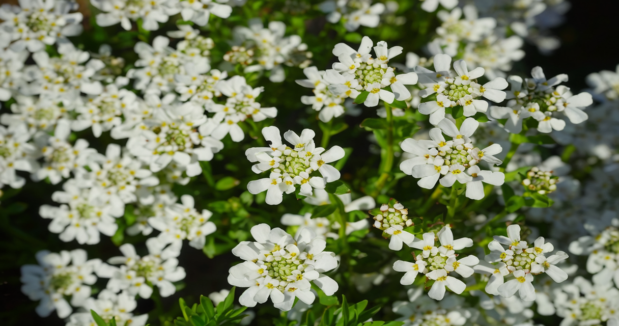 Iberis amara 1 Wie Zincum valerianicum (Zinkvalerianat) in der Homöopathie bei Schlafstörungen, Restless-Legs-Syndrom und mehr helfen kann Homöopathie Leitfaden