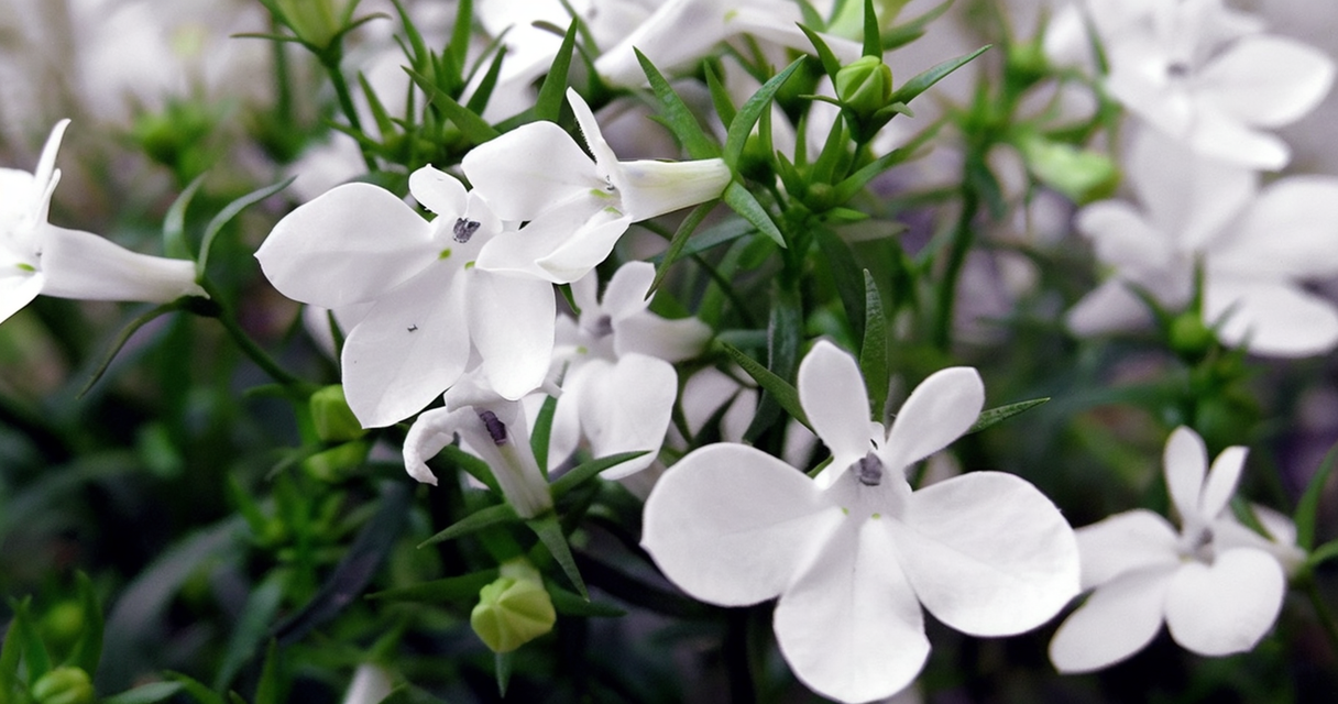Lobelia inflata 1 Wie Zincum valerianicum (Zinkvalerianat) in der Homöopathie bei Schlafstörungen, Restless-Legs-Syndrom und mehr helfen kann Homöopathie Leitfaden