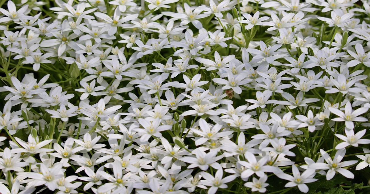 Ornithogalum umbellatum 1 Wie Zincum valerianicum (Zinkvalerianat) in der Homöopathie bei Schlafstörungen, Restless-Legs-Syndrom und mehr helfen kann Homöopathie Leitfaden