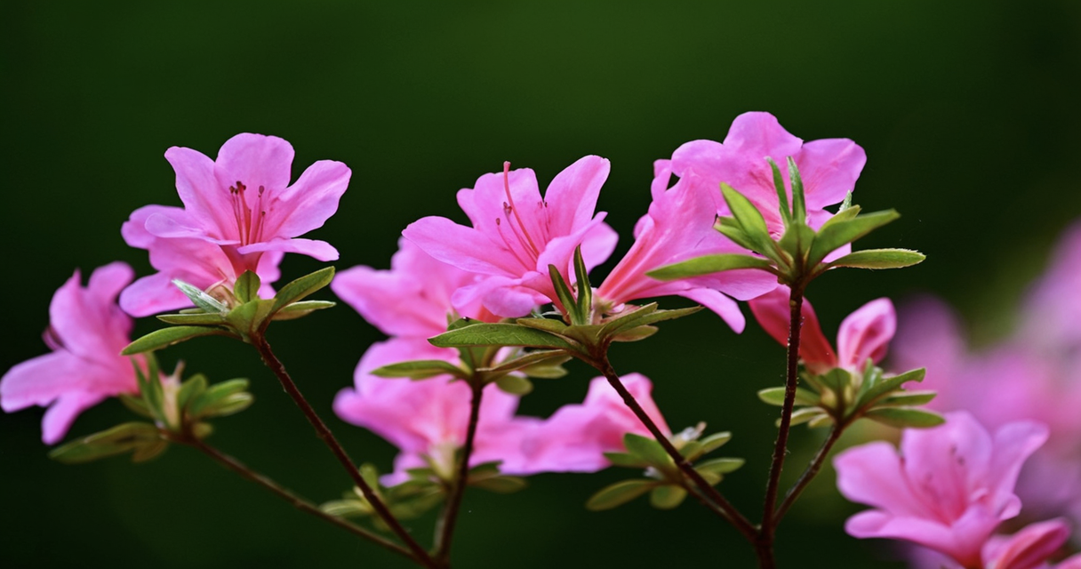 Rhododendron 1 Wie Zincum valerianicum (Zinkvalerianat) in der Homöopathie bei Schlafstörungen, Restless-Legs-Syndrom und mehr helfen kann Homöopathie Leitfaden