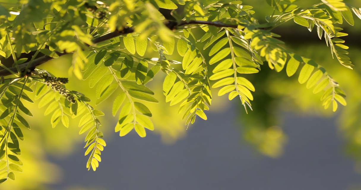Robinia 1 Wie Zincum valerianicum (Zinkvalerianat) in der Homöopathie bei Schlafstörungen, Restless-Legs-Syndrom und mehr helfen kann Homöopathie Leitfaden