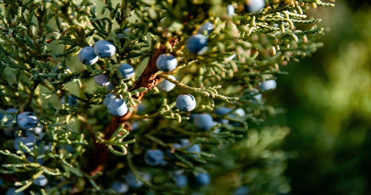 Sabina 1 Wie Zincum valerianicum (Zinkvalerianat) in der Homöopathie bei Schlafstörungen, Restless-Legs-Syndrom und mehr helfen kann Homöopathie Leitfaden