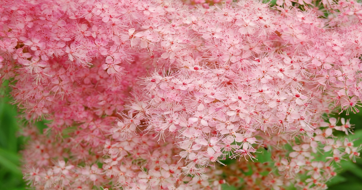 Spiraea ulmaria 1 Wie Zincum valerianicum (Zinkvalerianat) in der Homöopathie bei Schlafstörungen, Restless-Legs-Syndrom und mehr helfen kann Homöopathie Leitfaden