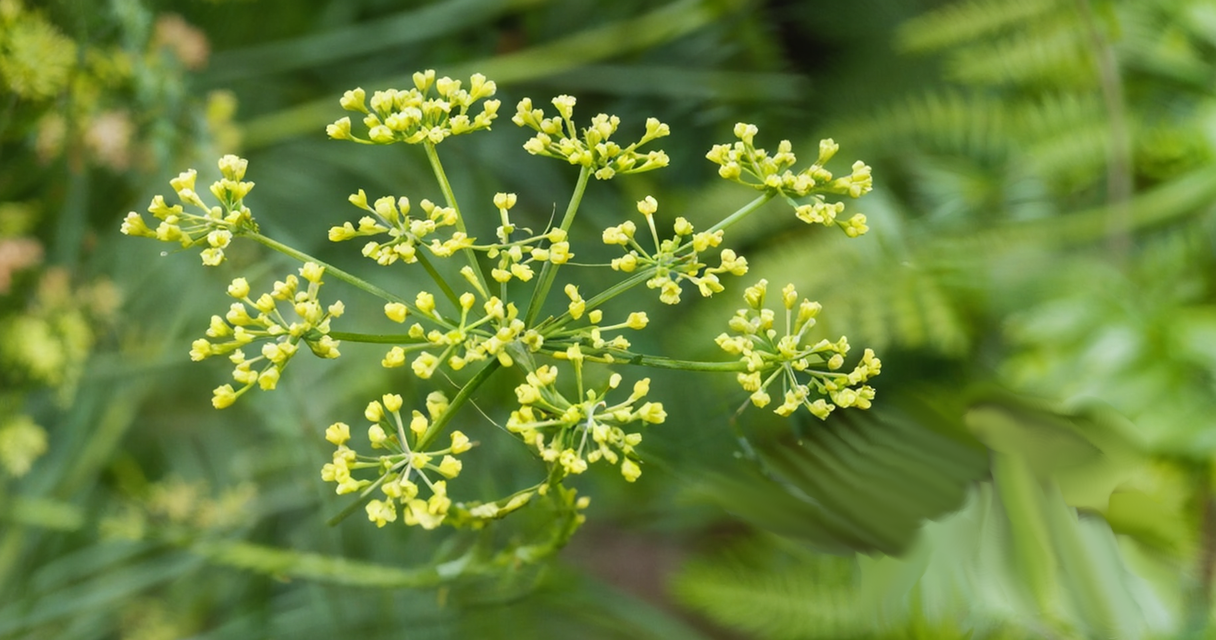 ferula assa foetida Wie Zincum valerianicum (Zinkvalerianat) in der Homöopathie bei Schlafstörungen, Restless-Legs-Syndrom und mehr helfen kann Homöopathie Leitfaden