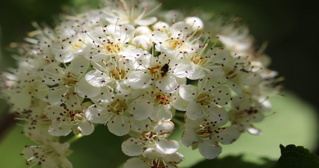 ledum 1 Homöopathie: Taschenapotheke von DHU mit 32 hilfreichen Wirkstoffen im Detail Homöopathie Leitfaden