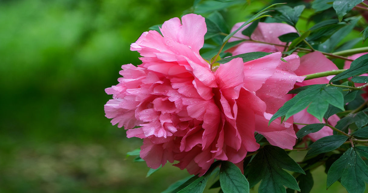paeonia officinalis 1 Wie Zincum valerianicum (Zinkvalerianat) in der Homöopathie bei Schlafstörungen, Restless-Legs-Syndrom und mehr helfen kann Homöopathie Leitfaden