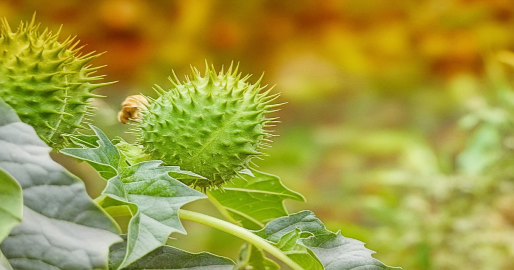 stechapfel Uni Bern enthüllt: Homöopathie übertrifft Placebo – Pseudowissenschaft widerlegt! Homöopathie Leitfaden