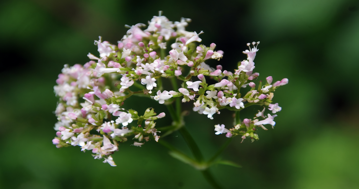 ustilago maydis Wie Zincum valerianicum (Zinkvalerianat) in der Homöopathie bei Schlafstörungen, Restless-Legs-Syndrom und mehr helfen kann Homöopathie Leitfaden