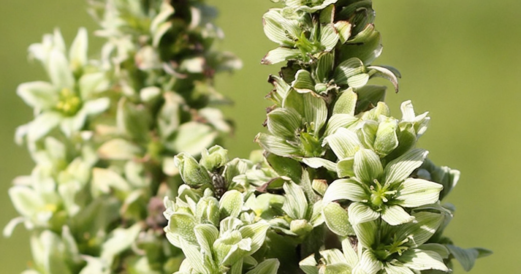 veratrum album 1 1 Homöopathie: Taschenapotheke von DHU mit 32 hilfreichen Wirkstoffen im Detail Homöopathie Leitfaden